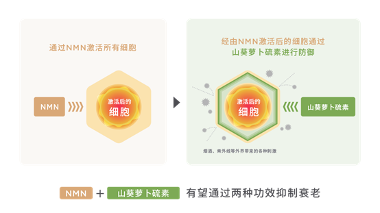 极品网红诱惑一区在线 香精与香料(148)—山葵