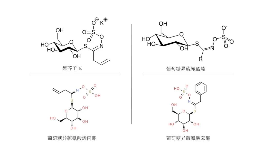 极品网红诱惑一区在线 香精与香料(149)—辣根
