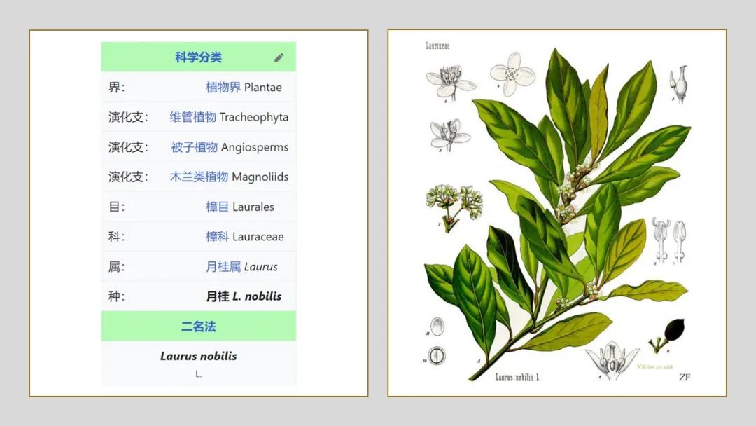 极品网红诱惑一区在线 香精与香料(150)—月桂