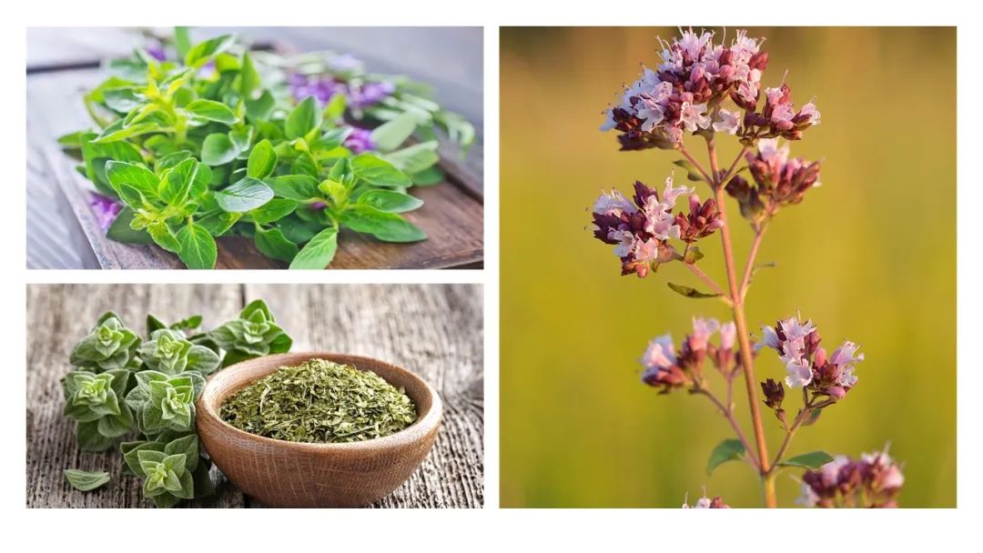 精品国产美女福领在线 香精与香料(151)—牛至(Oregano)
