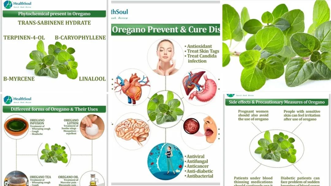 精品国产美女福领在线 香精与香料(151)—牛至(Oregano)