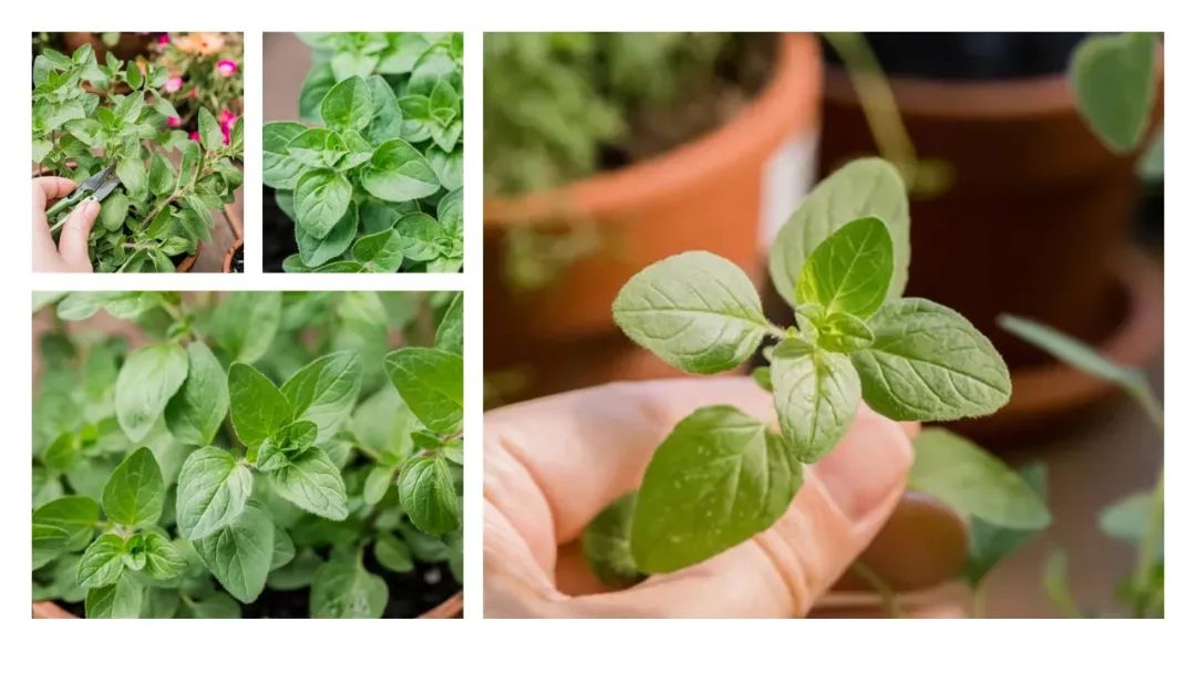 精品国产美女福领在线 香精与香料(151)—牛至(Oregano)