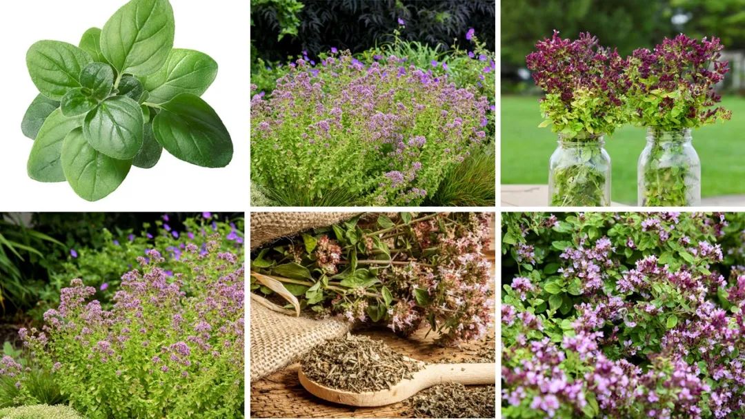精品国产美女福领在线 香精与香料(151)—牛至(Oregano)