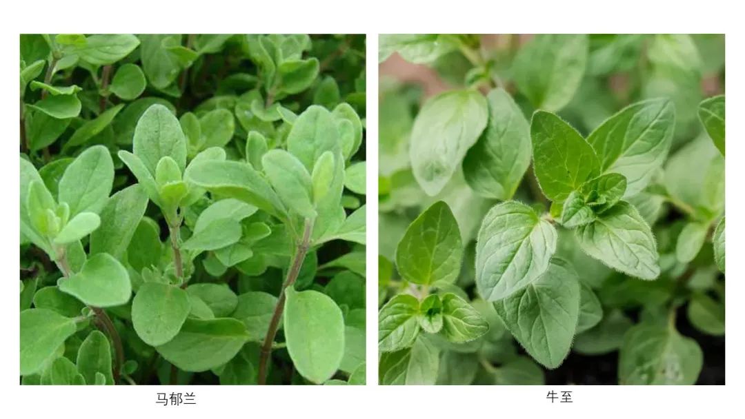 精品国产美女福领在线 香精与香料(151)—牛至(Oregano)