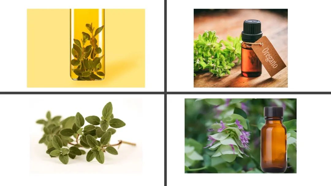 精品国产美女福领在线 香精与香料(151)—牛至(Oregano)