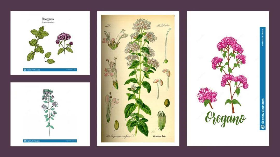 精品国产美女福领在线 香精与香料(151)—牛至(Oregano)
