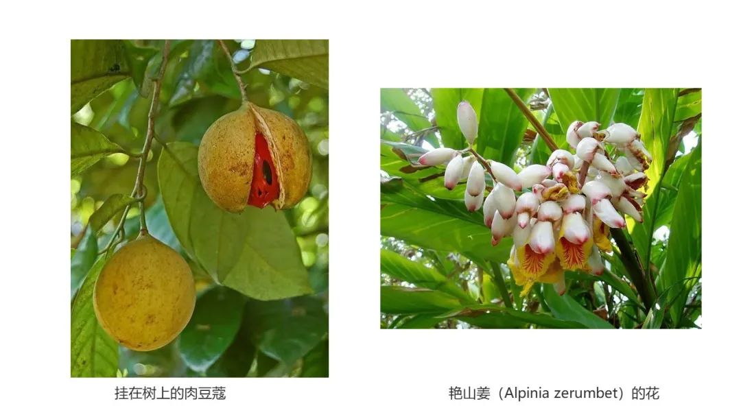 极品网红诱惑一区在线 香精与香料(152)—豆蔻