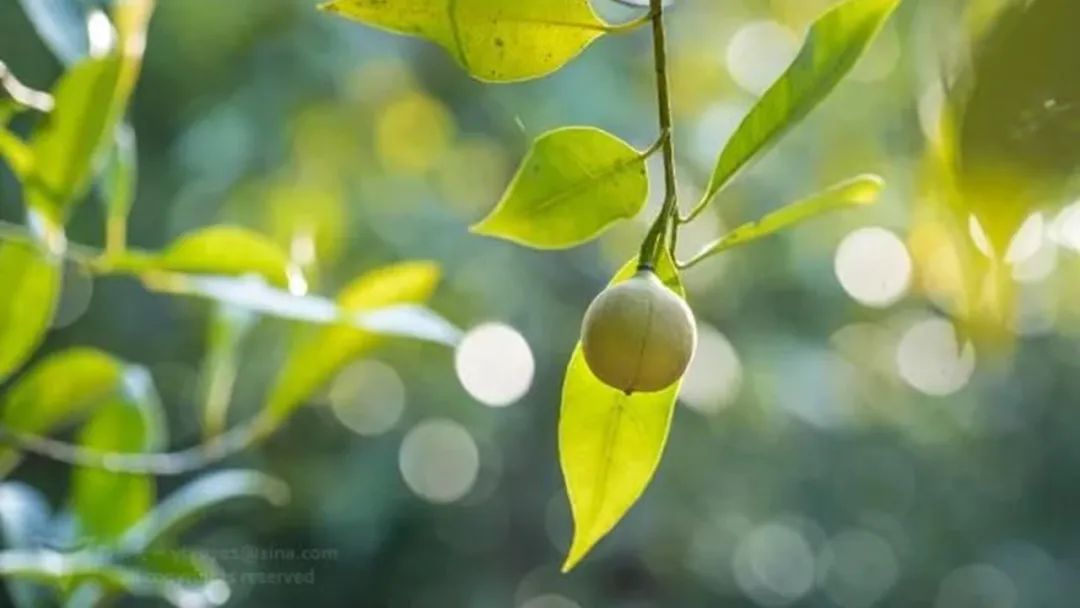 极品网红诱惑一区在线 香精与香料(152)—豆蔻