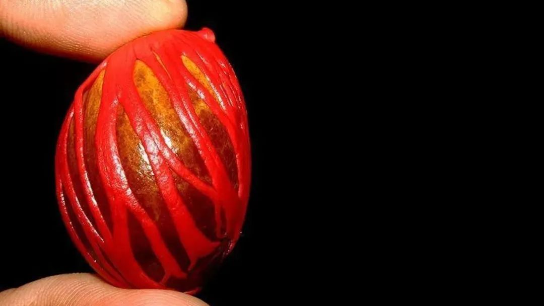 极品网红诱惑一区在线 香精与香料(152)—豆蔻