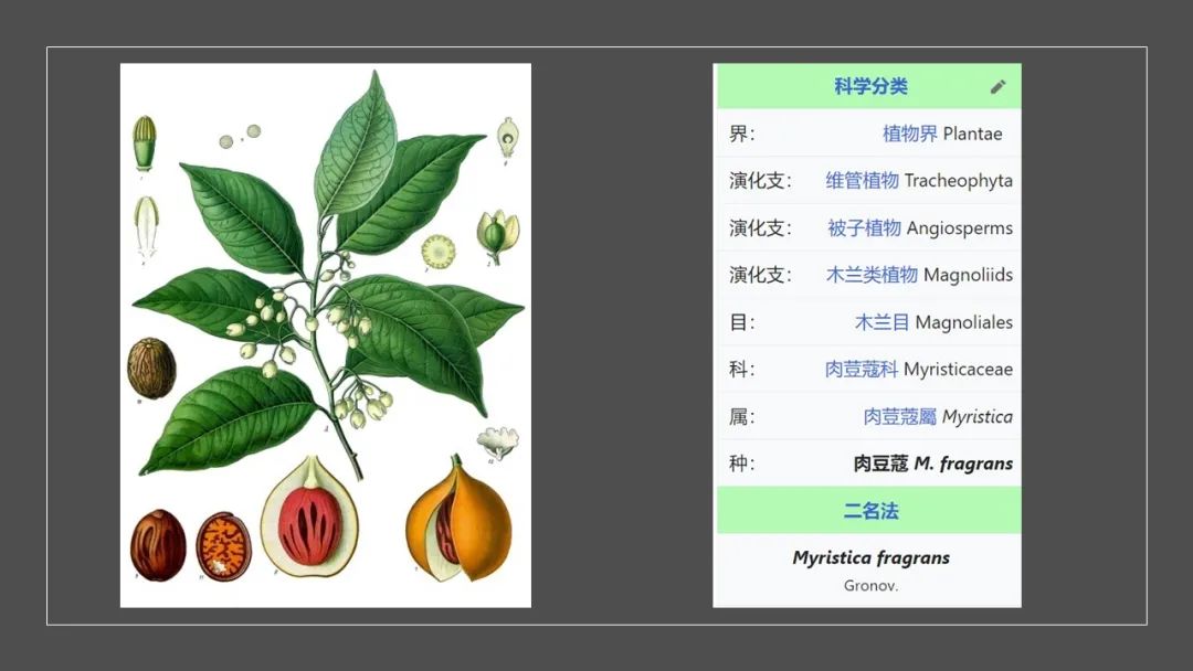 极品网红诱惑一区在线 香精与香料(152)—豆蔻