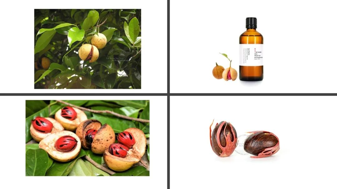 极品网红诱惑一区在线 香精与香料(152)—豆蔻