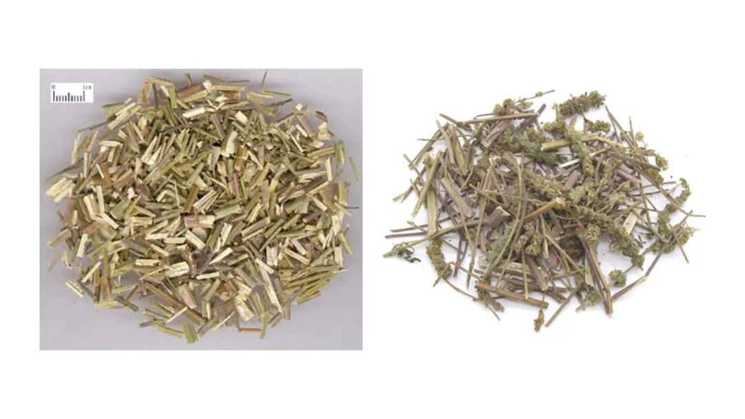 经典三级视频在线观看 香精与香料(153)—荆芥