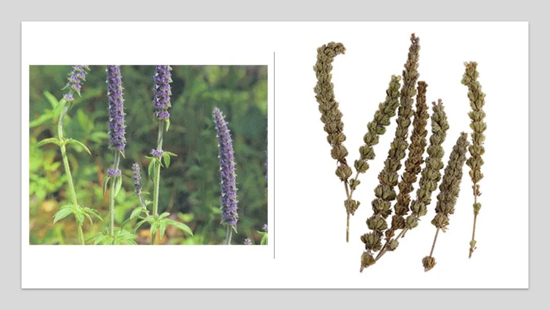 经典三级视频在线观看 香精与香料(153)—荆芥