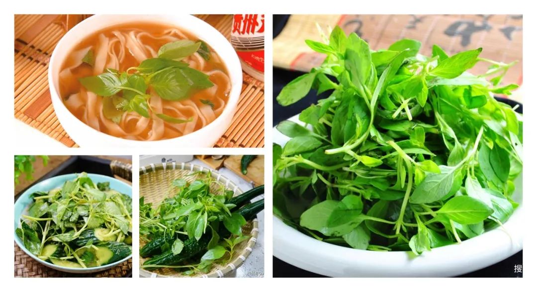 经典三级视频在线观看 香精与香料(153)—荆芥