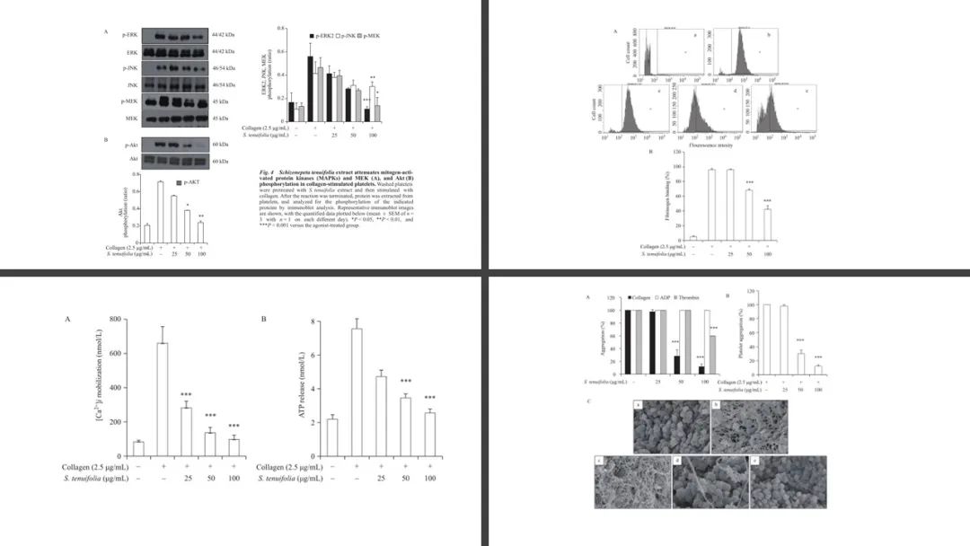 经典三级视频在线观看 香精与香料(153)—荆芥