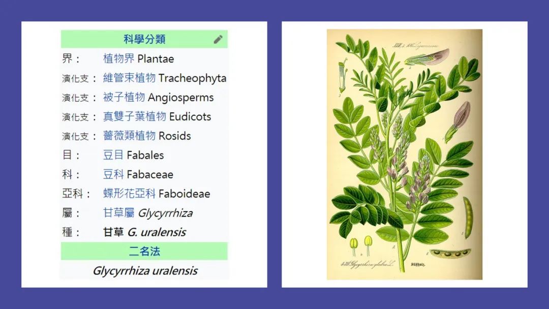 精品国产美女福领在线 香精与香料(155)—甘草