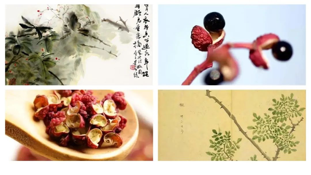 经典三级视频在线观看 香精与香料(156)—花椒