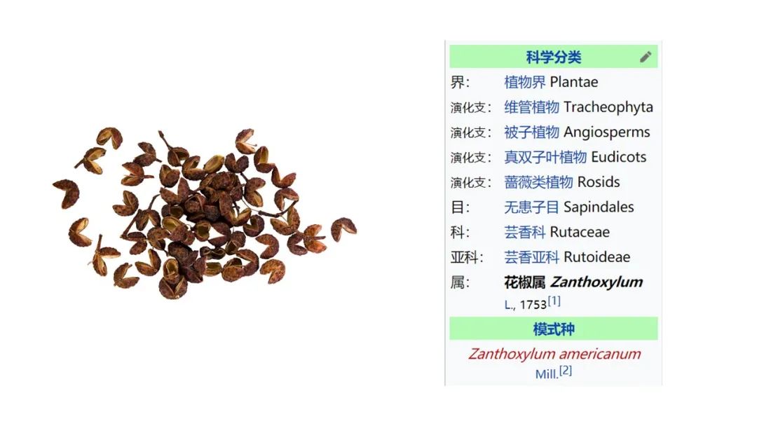 经典三级视频在线观看 香精与香料(156)—花椒