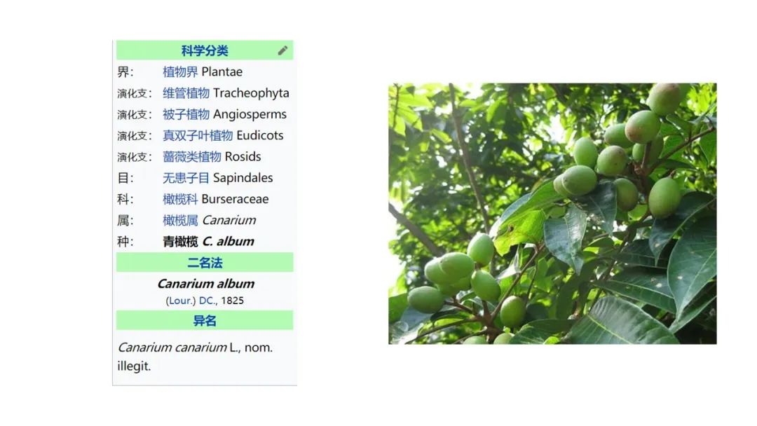 经典三级视频在线观看 香精与香料(160)—橄榄