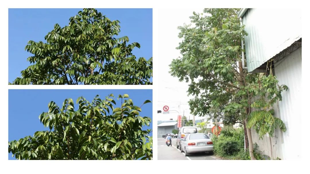 经典三级视频在线观看 香精与香料(160)—橄榄