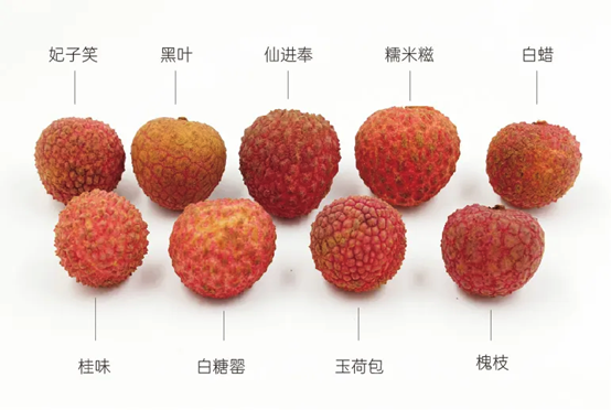 极品网红诱惑一区在线 香精与香料(162)—荔枝