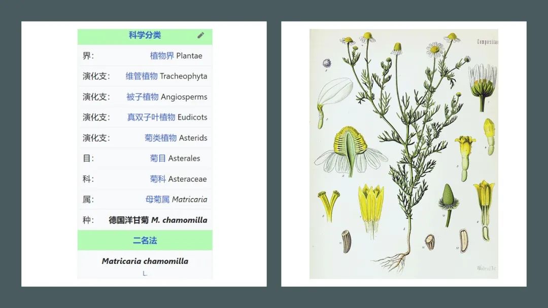 经典三级视频在线观看 香精与香料(165)—洋甘菊