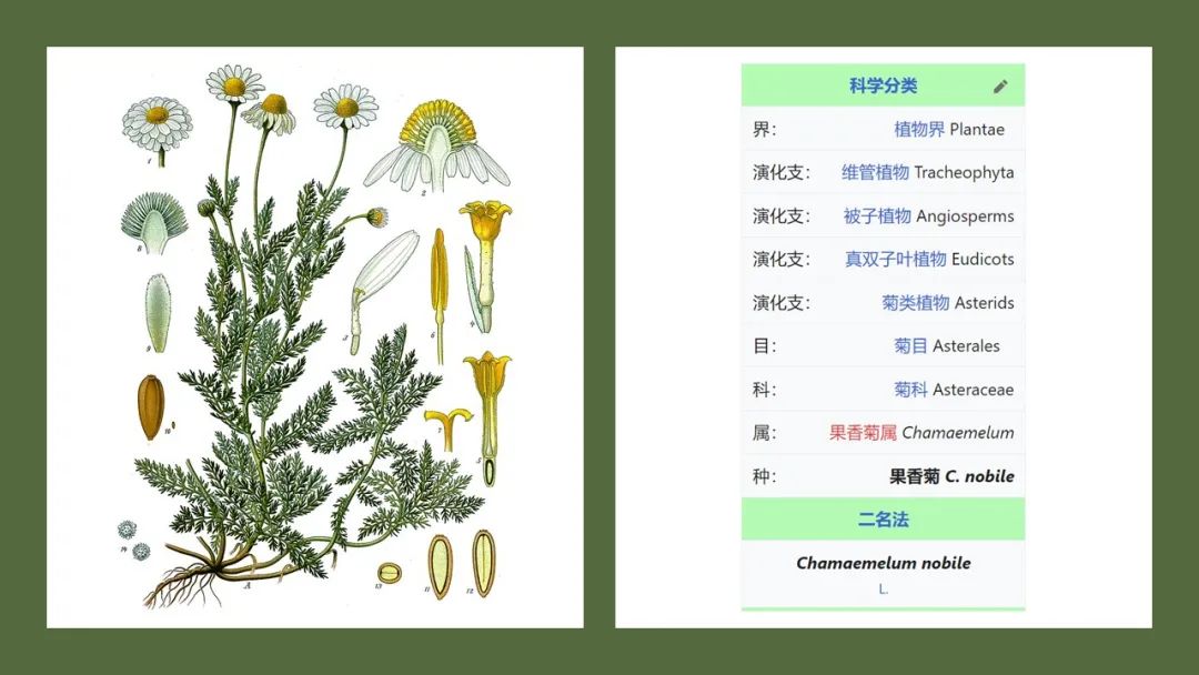 经典三级视频在线观看 香精与香料(165)—洋甘菊