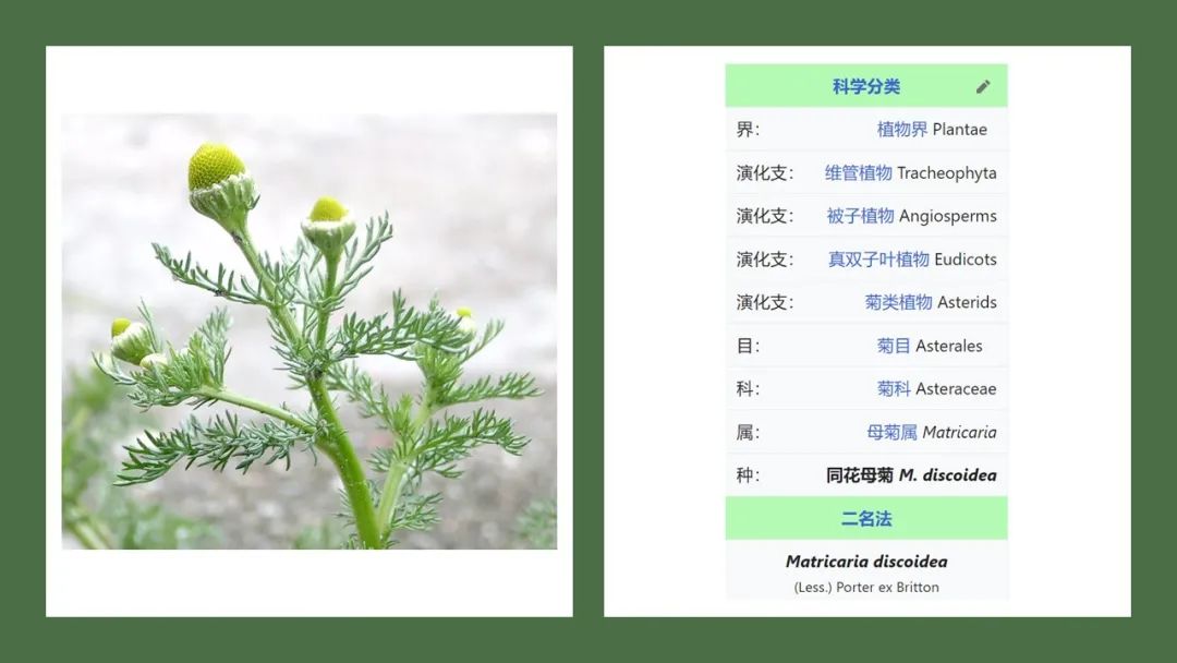 经典三级视频在线观看 香精与香料(165)—洋甘菊