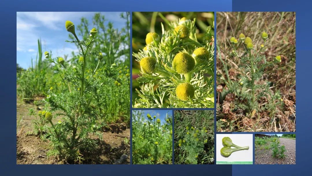 经典三级视频在线观看 香精与香料(165)—洋甘菊