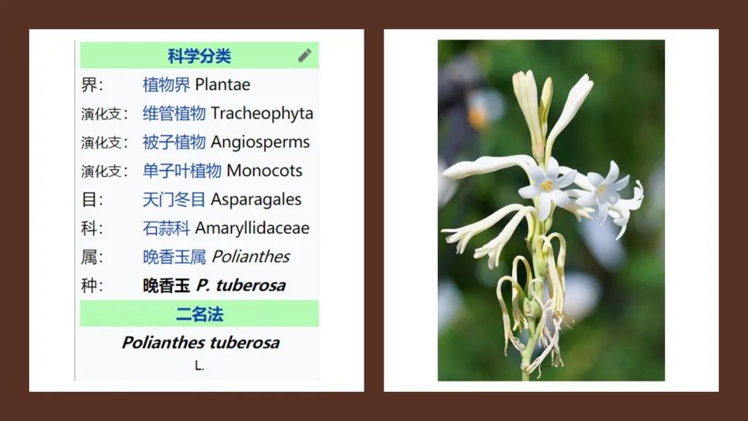 精品国产美女福领在线 香精与香料(166)—晚香玉