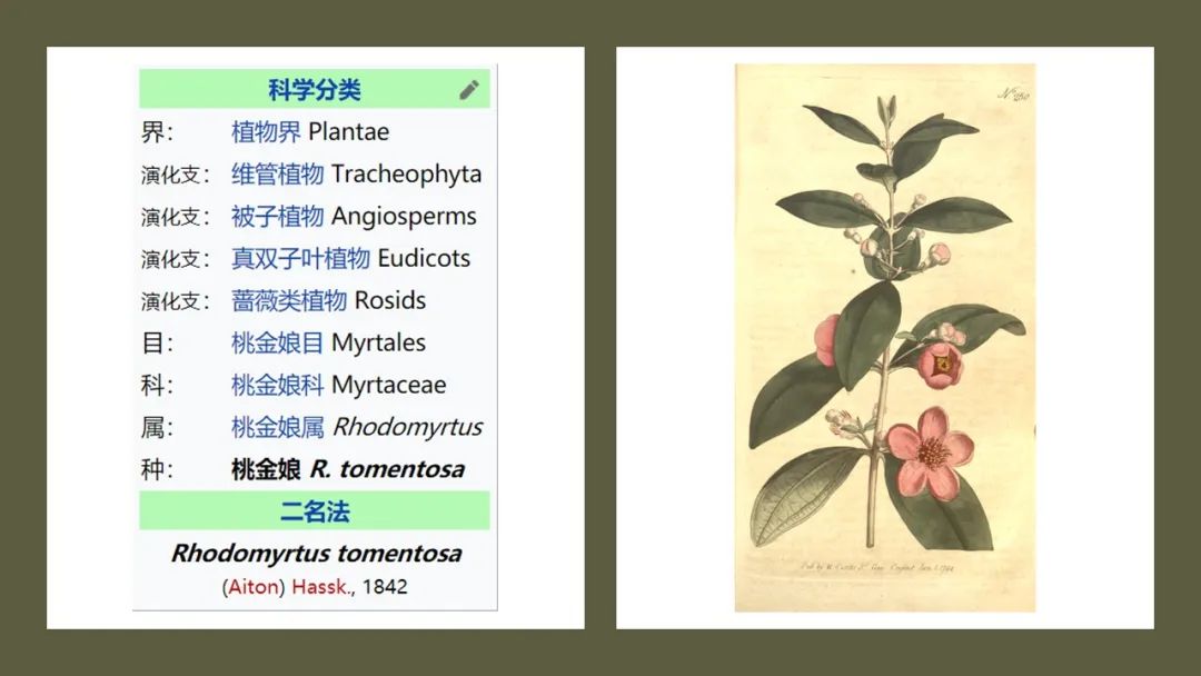 极品网红诱惑一区在线 香精与香料(167)—桃金娘