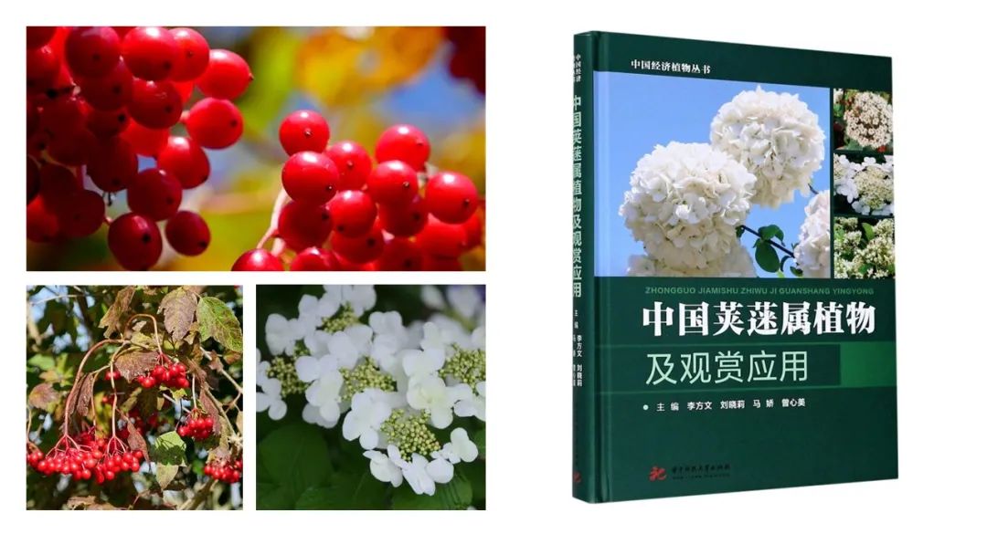 精品国产美女福领在线 香精与香料(168)—荚蒾