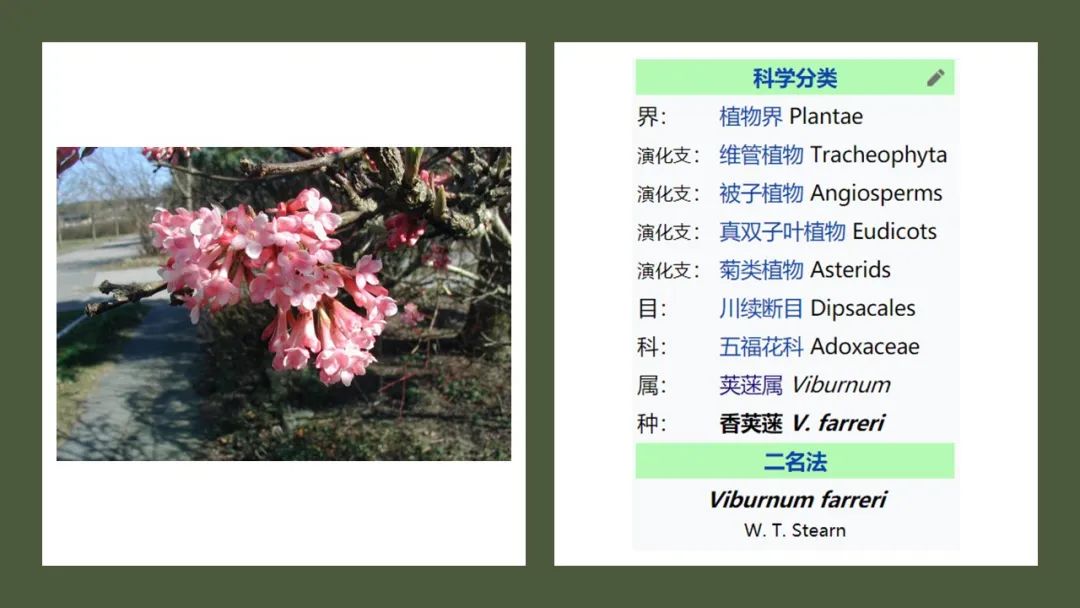 精品国产美女福领在线 香精与香料(168)—荚蒾