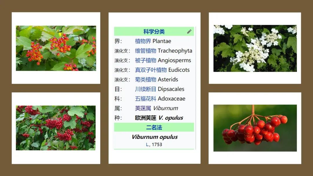 精品国产美女福领在线 香精与香料(168)—荚蒾