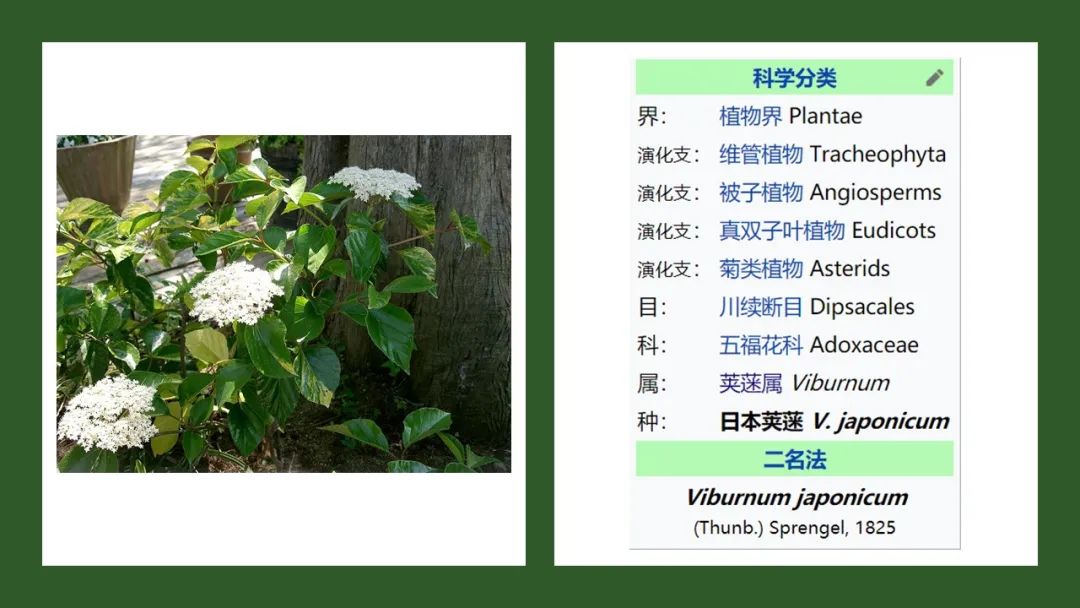 精品国产美女福领在线 香精与香料(168)—荚蒾