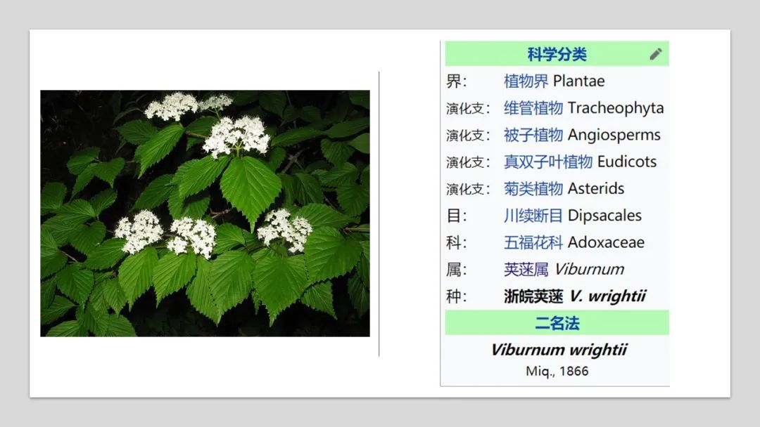 精品国产美女福领在线 香精与香料(168)—荚蒾