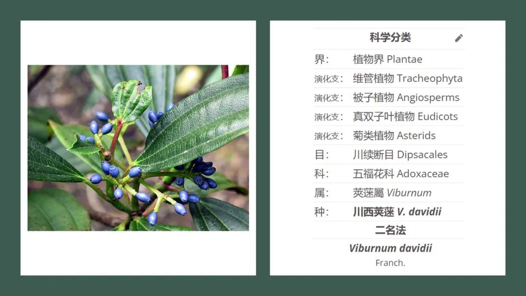 精品国产美女福领在线 香精与香料(168)—荚蒾