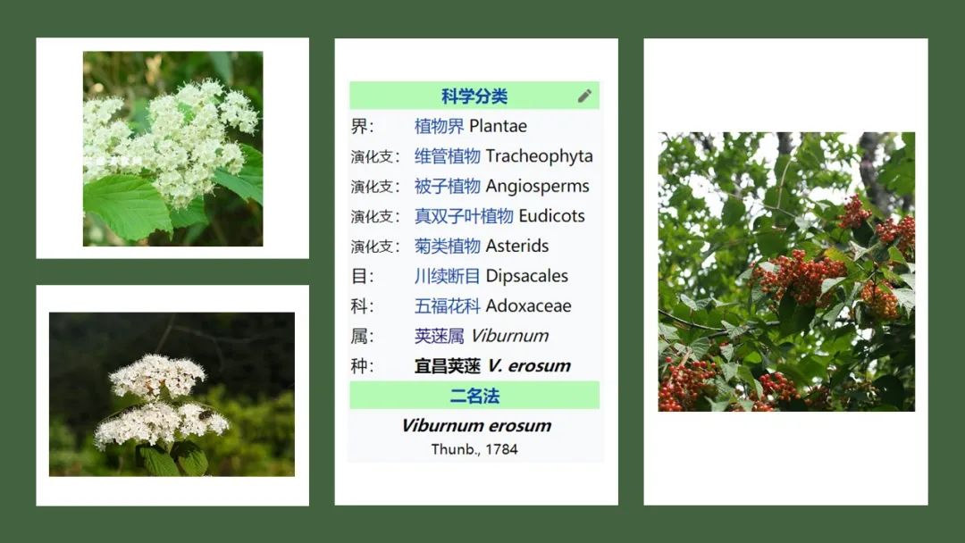 精品国产美女福领在线 香精与香料(168)—荚蒾