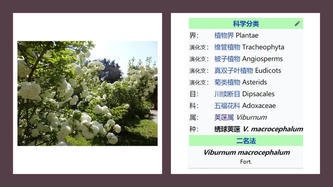 精品国产美女福领在线 香精与香料(168)—荚蒾