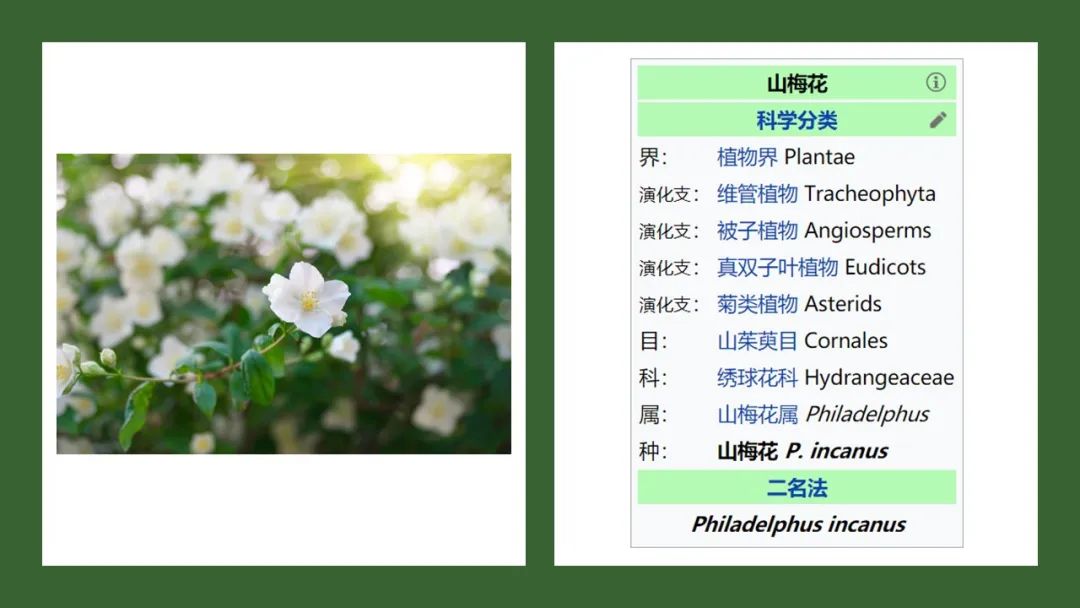经典三级视频在线观看 香精与香料(169)—山梅花