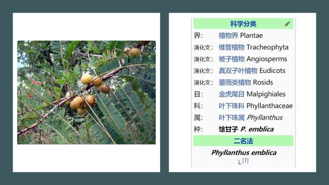 极品网红诱惑一区在线 香精与香料(170)—油柑