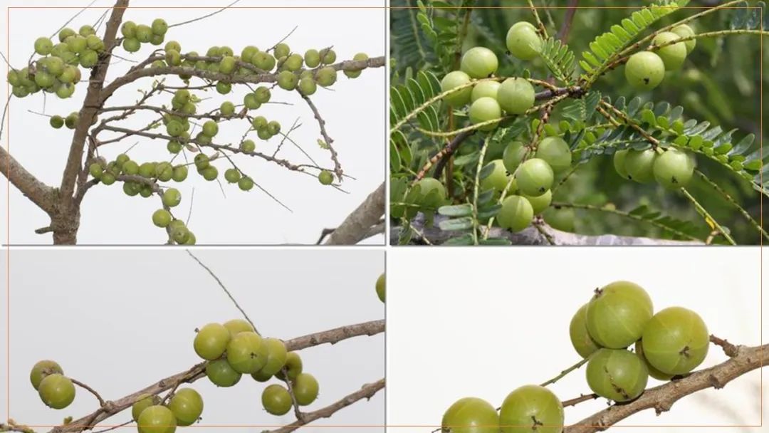 极品网红诱惑一区在线 香精与香料(170)—油柑
