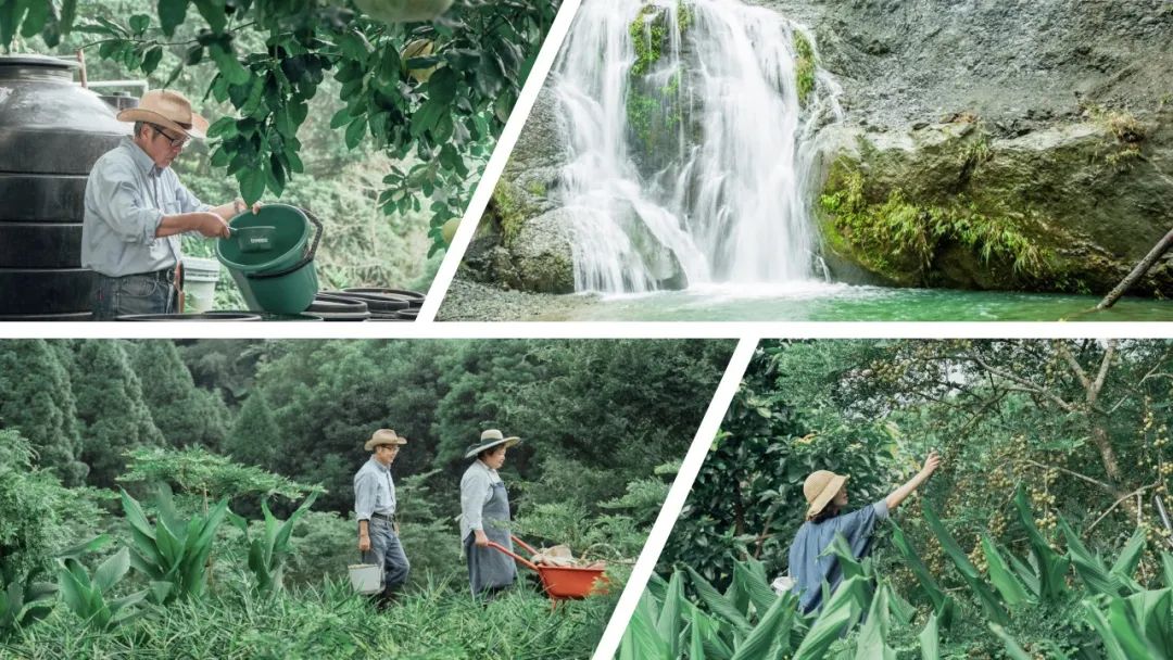 极品网红诱惑一区在线 香精与香料(170)—油柑
