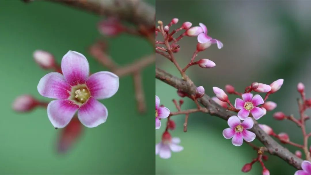 极品网红诱惑一区在线 香精与香料(171)—杨桃