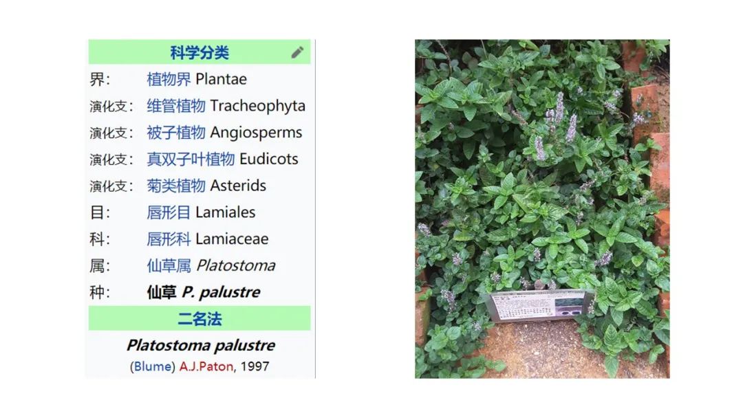 精品国产美女福领在线 香精与香料(172)—凉粉草