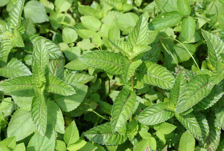 精品国产美女福领在线 香精与香料(172)—凉粉草