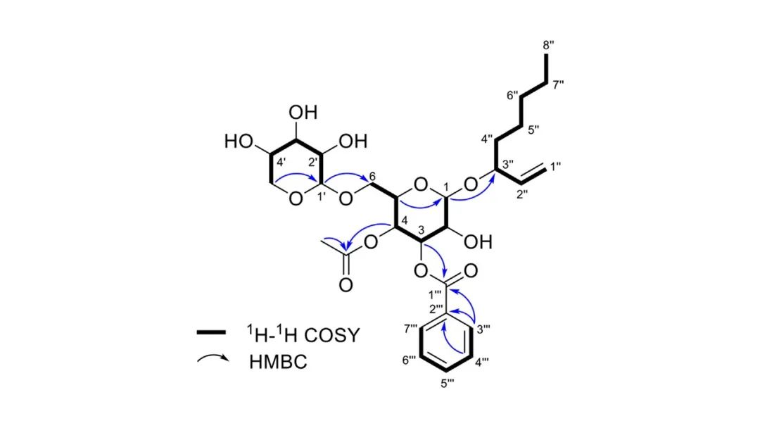 精品国产美女福领在线 香精与香料(172)—凉粉草