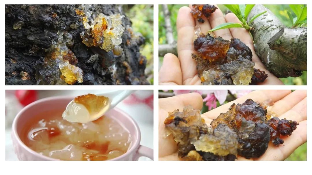 经典三级视频在线观看 香精与香料(173)—桃胶