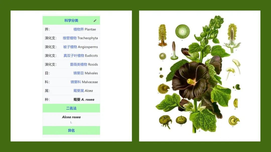 极品网红诱惑一区在线 香精与香料(174)—蜀葵
