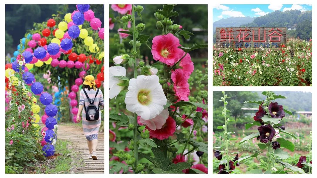 极品网红诱惑一区在线 香精与香料(174)—蜀葵